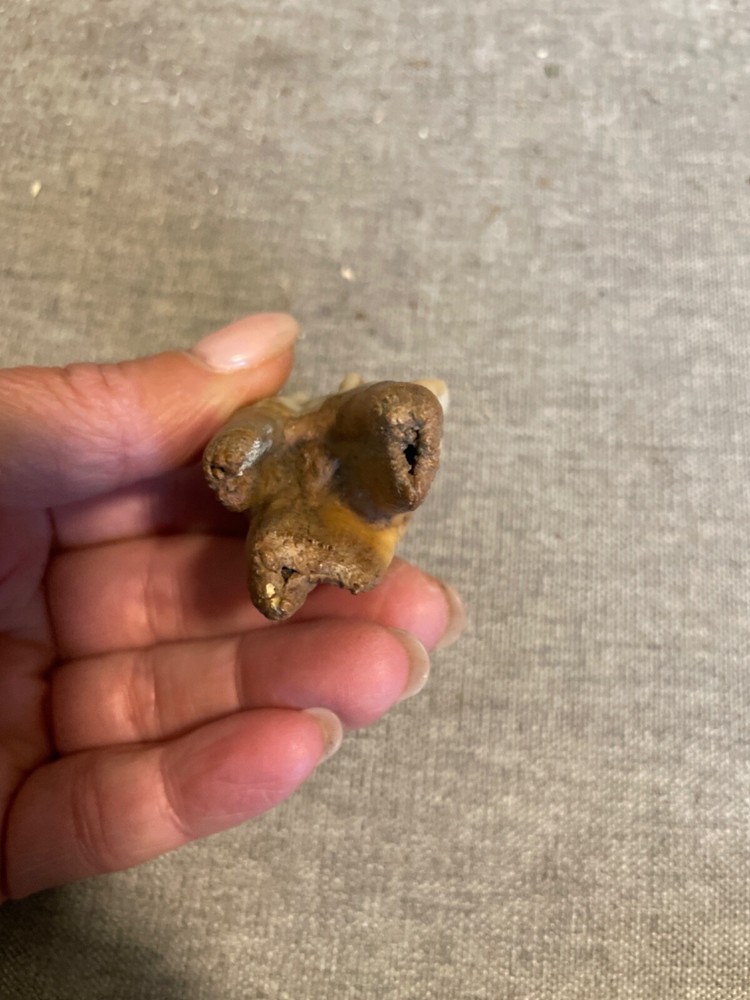 ice age horse tooth