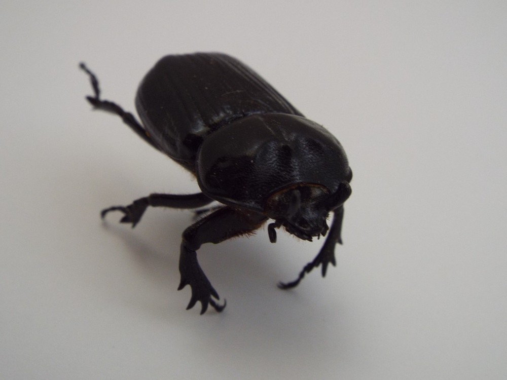 Triceratops Beetle Dried Insect (H5)