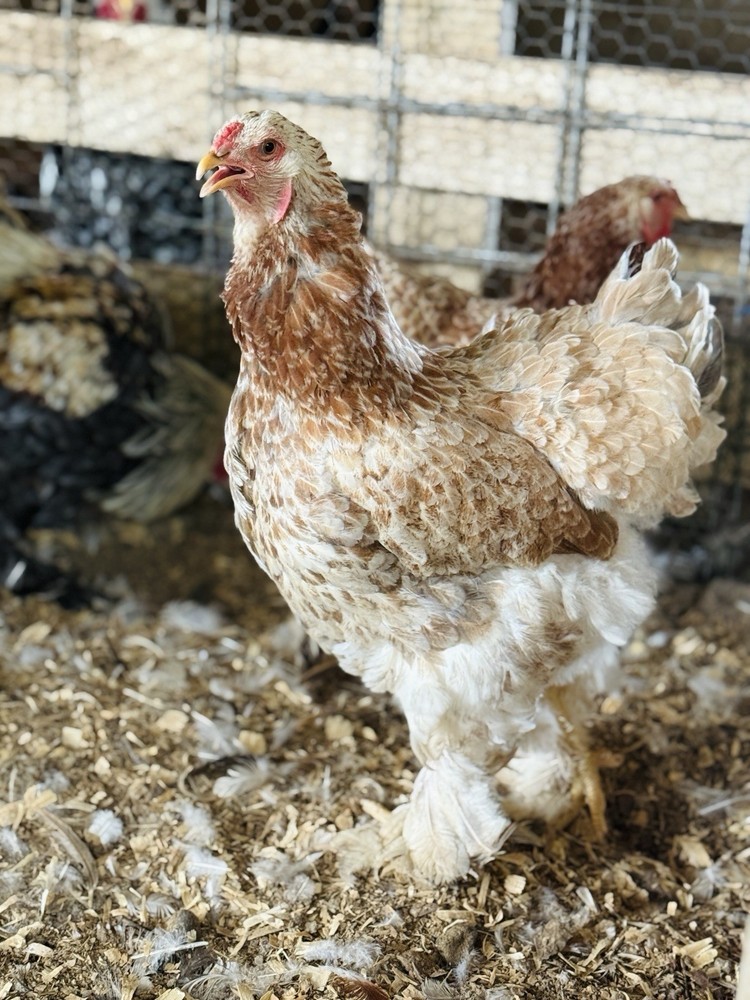 12++ Assorted RARE Color Brahma Hatching Eggs