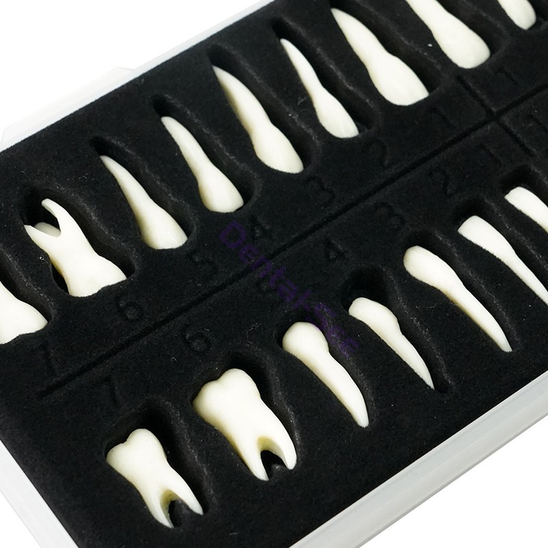 28Pcs 1:1 Oral Permanent Teeth Model Discrete tooth model with root Simulation