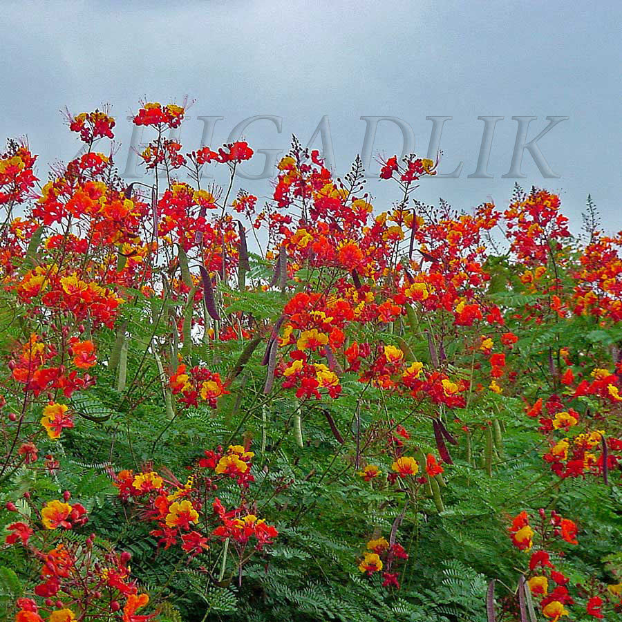 Caesalpinia pulcherrima Pride Of Barbados Mexican Bird Peacock seeds Orange Colr