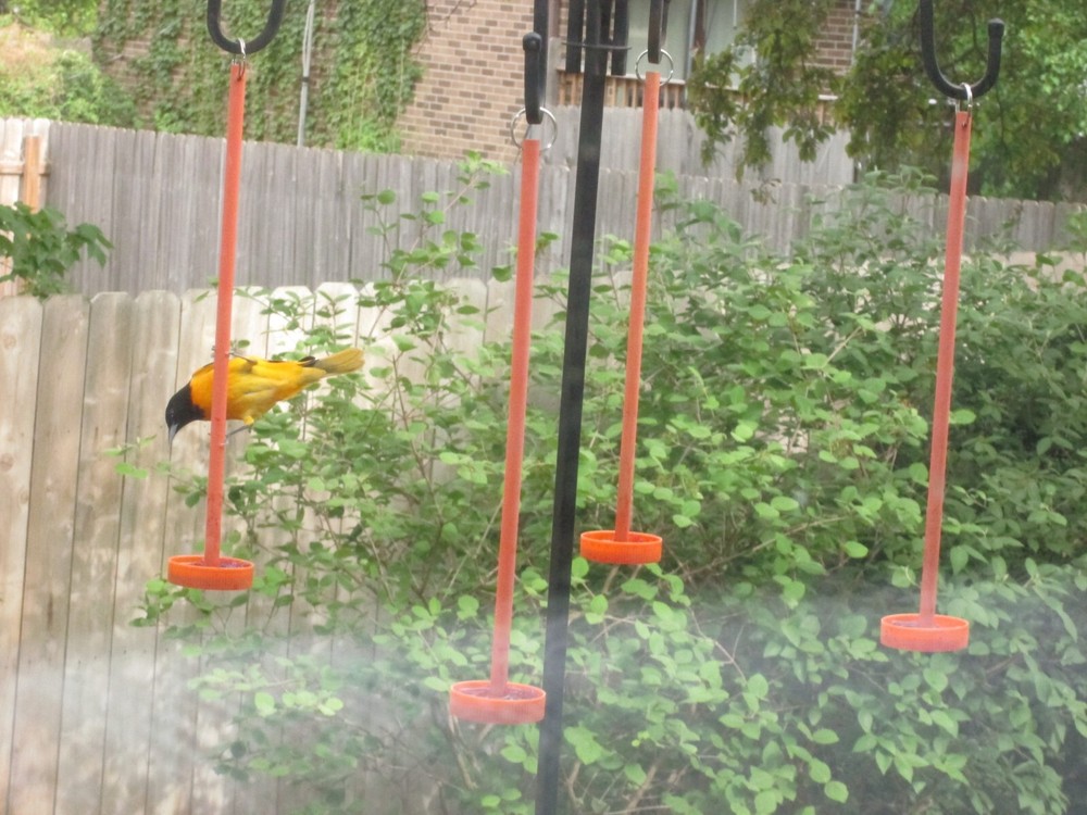 Robin Proof Oriole Feeder.......almost.....read description