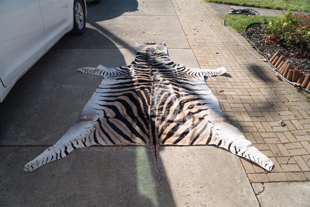 African Zebra Taxidermy Hyde