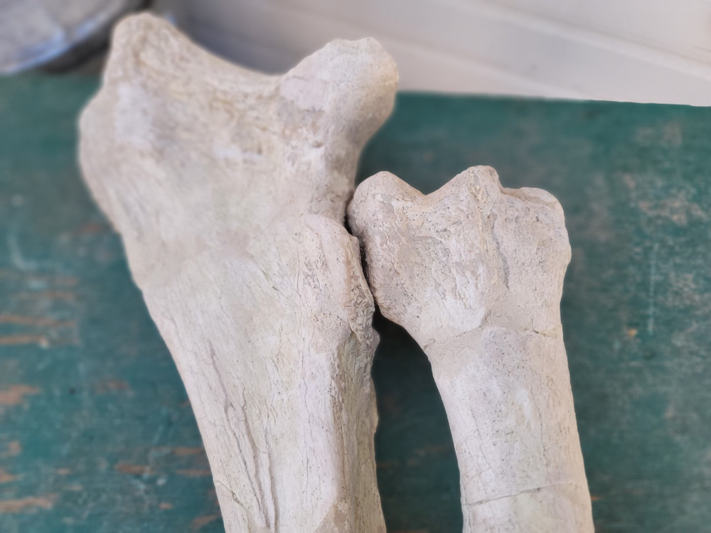 Titanothere Brontothere matched Radius and Ulna large leg bones complete example