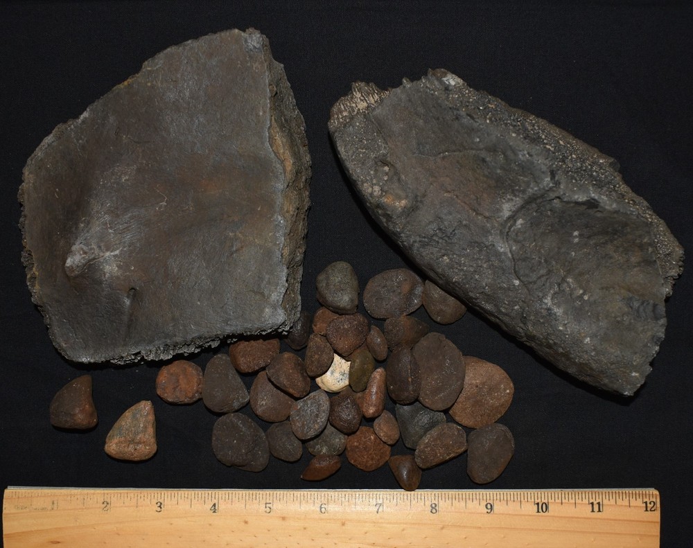 HUGE Fossil GIANT TORTOISE SHELL SECTIONS W/ 30 Osteoderms and 2 Fighting Spurs