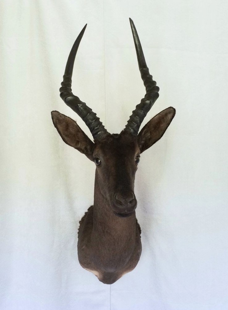 RARE Black Impala - Natural Coloration
