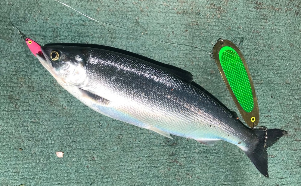 Kokanee Dodger: uv "GREEN PRISM” / brass