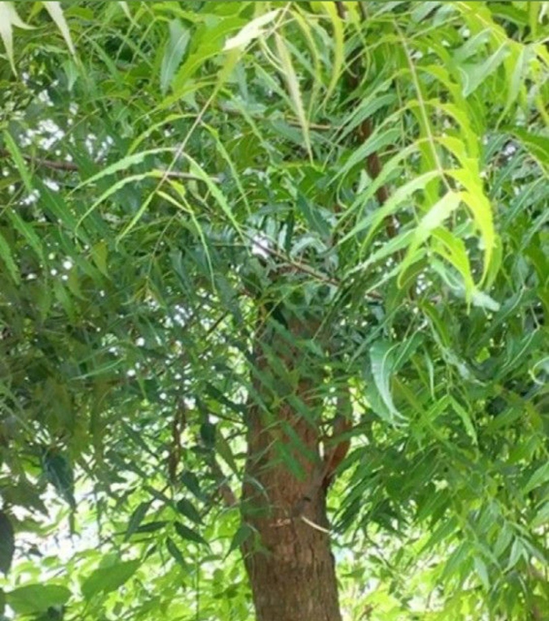 Live Neem Tree Plant (10”) Azadirachta indica Free shipping and priority