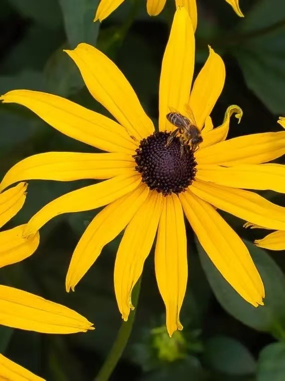 35mm f1.6 APS-C MC MFT M43 Lens for Olympus E-PL5 E-PL6 E-PL7 E-PL8 E-M1 E-M5