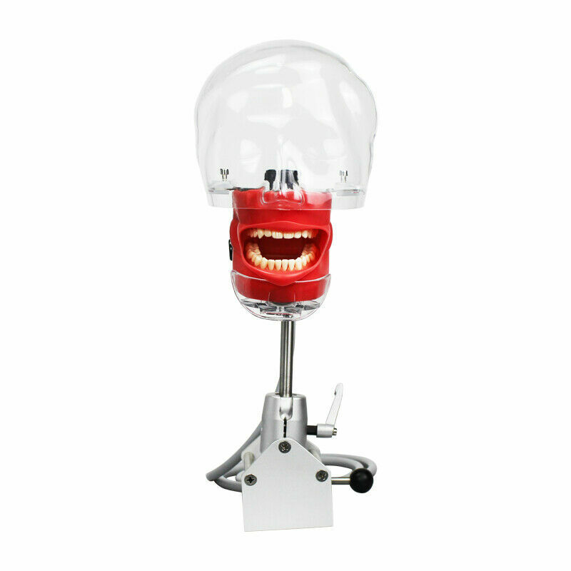 Dental Simulator Phantom Head Model for Dental Education Training Practice