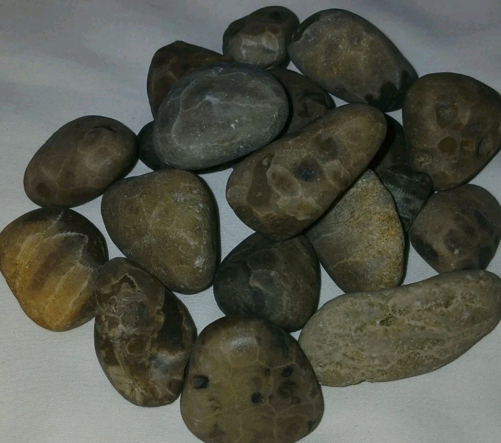 Bulk Petoskey Stones 1lb Whole Unpolished Michigan Great Lakes Fossil Coral