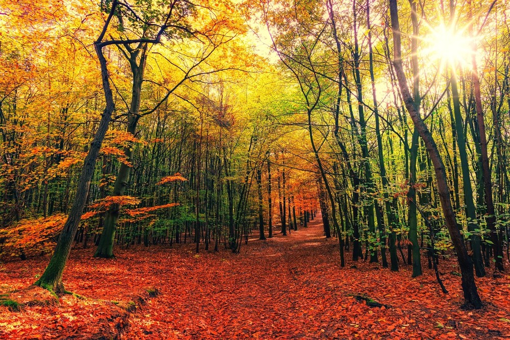 Landscape nature fall forest Custom Gaming Mat Desk