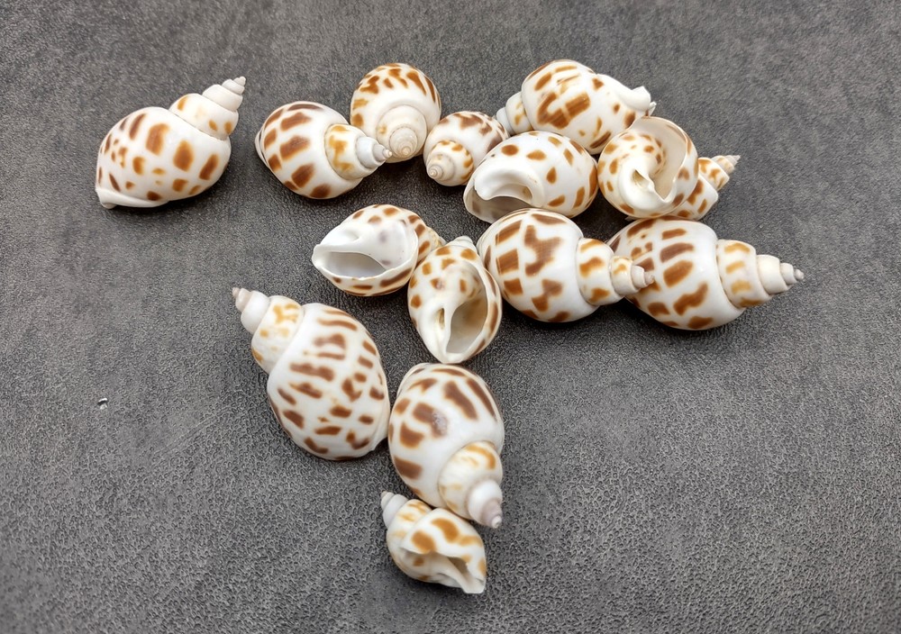 Areola Babylon Seashells Tan Spotted (15 shells approx. 0.75+ inches)