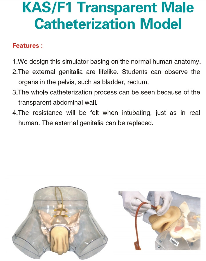 1:1 Human Transparent Male Catheterization Model Training Display Model