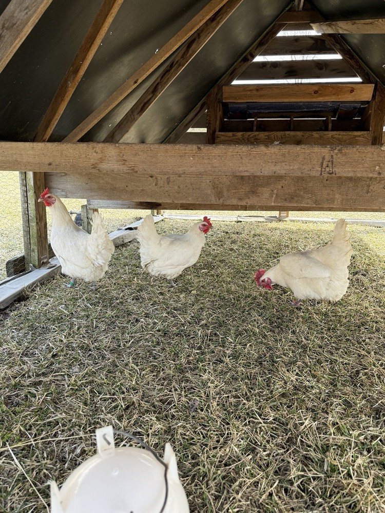 12 American Bresse Hatching Eggs