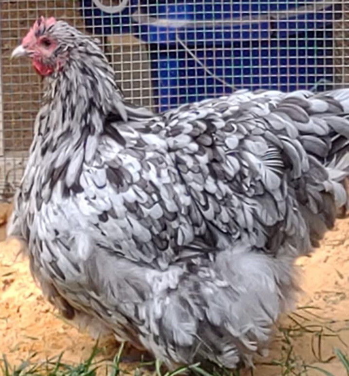 12+ Rare Breed Chicken Hatching Eggs Orpington, Wyandotte, Sweddish Flower