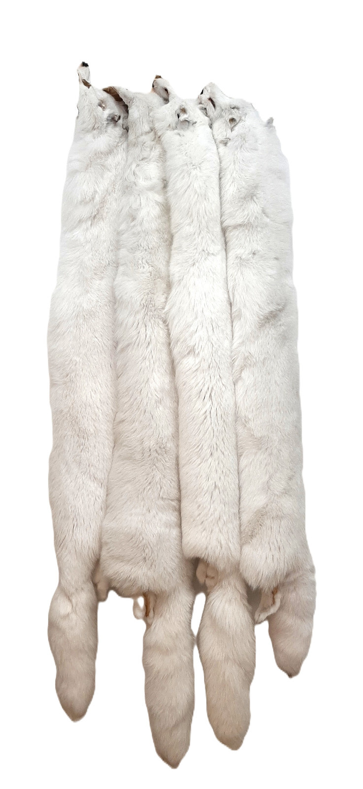Arctic White Fox Pelt, Ranched - Densely Furred and HUGE