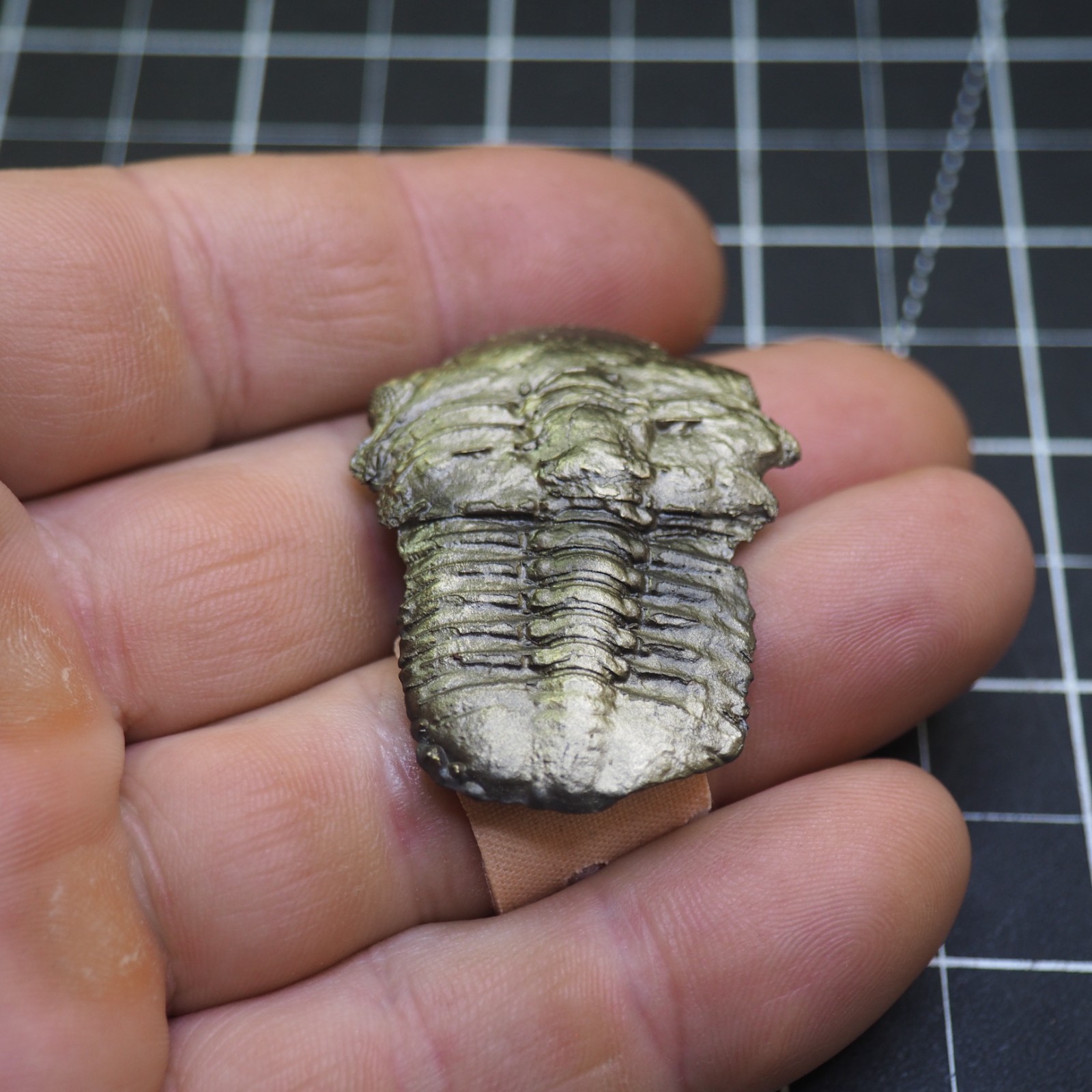 Chotecops ferdinandi Pyrite Trilobite Bundenbach Germany Fossil Devonian