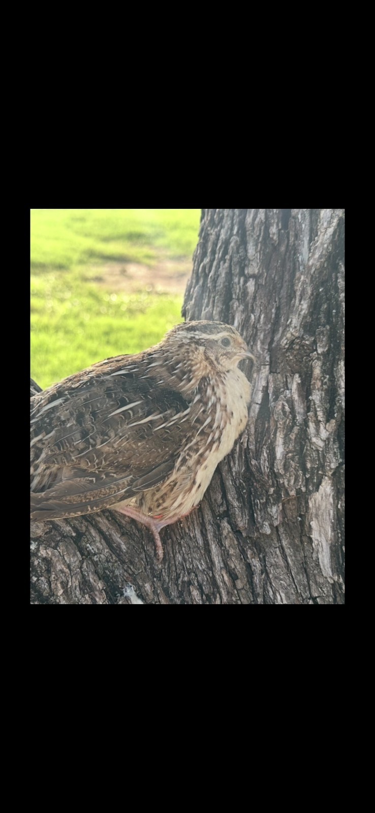 25+ **RARE COLORS** Celadon Blue Coturnix Quail Hatching Eggs