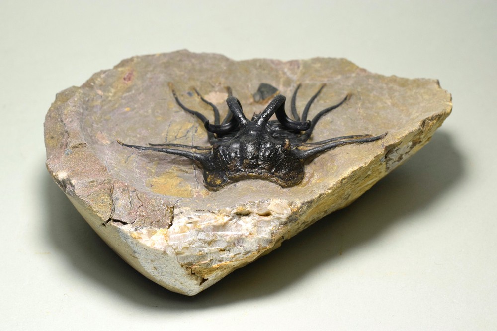Beautiful spiny trilobite – Dicranurus monstrosus