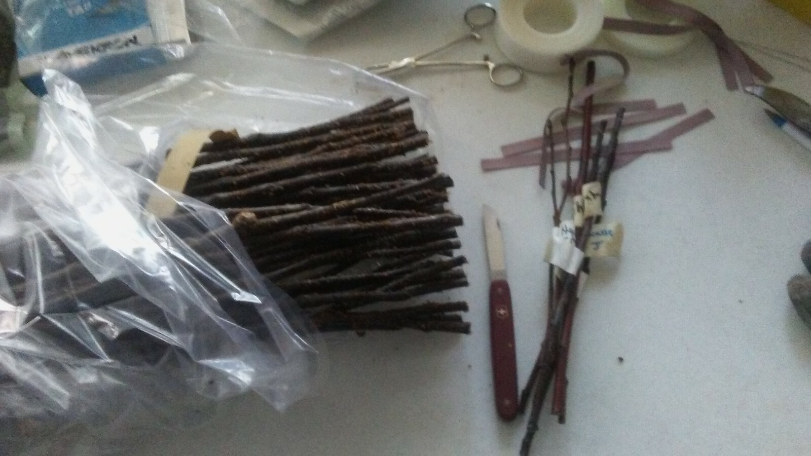 Apple Rootstock  (Bundle of 10)  Choice of Bud 118 or EMLA 111