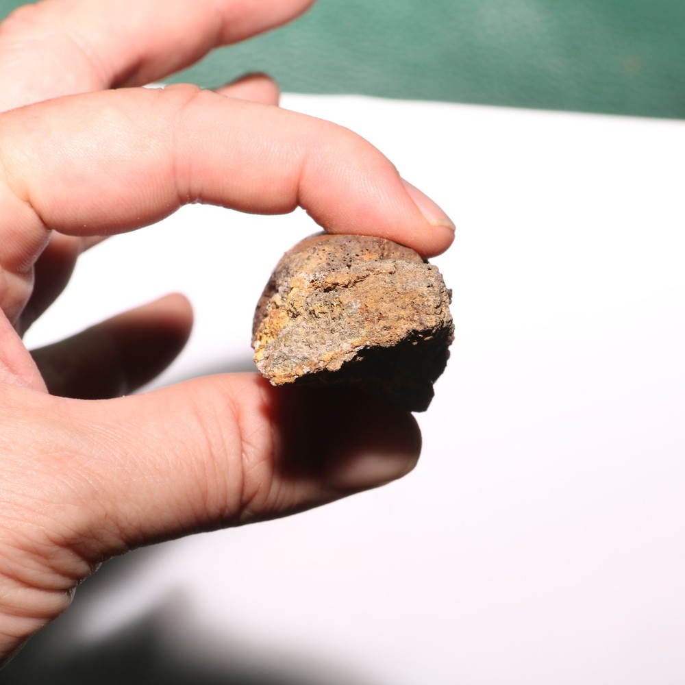 Small Dinosaur Rib Section from Hell Creek Formation Cretaceous - Nice Quality