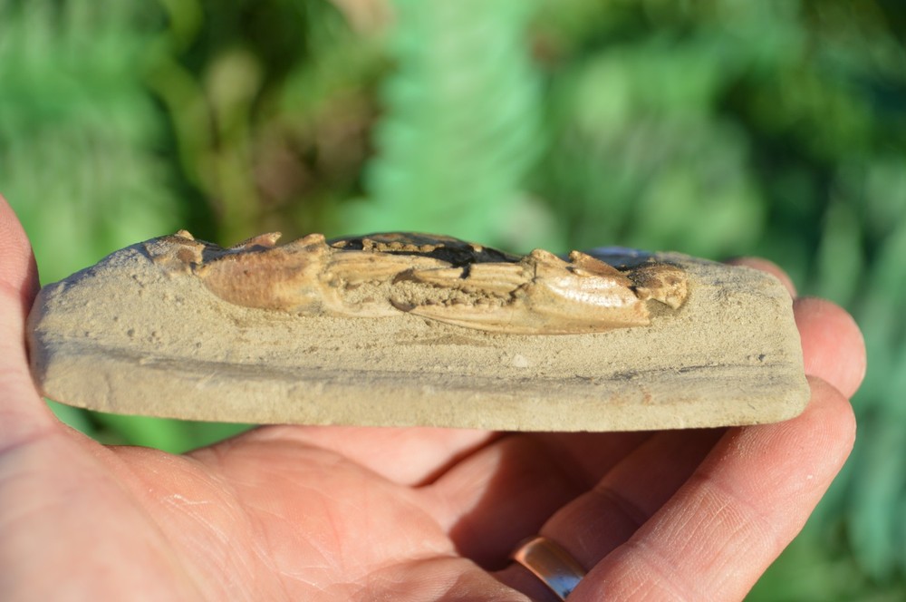 LOVELY RARE FOSSIL CRAB FROM JAVA, INDONESIA , BEST VALUE ANYWHERE! #20