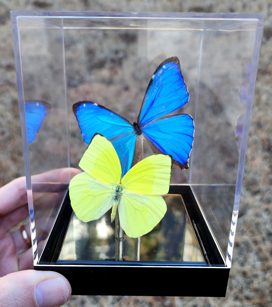 Real 3D Framed Butterflies: Blue & Yellow - Table Top Cube