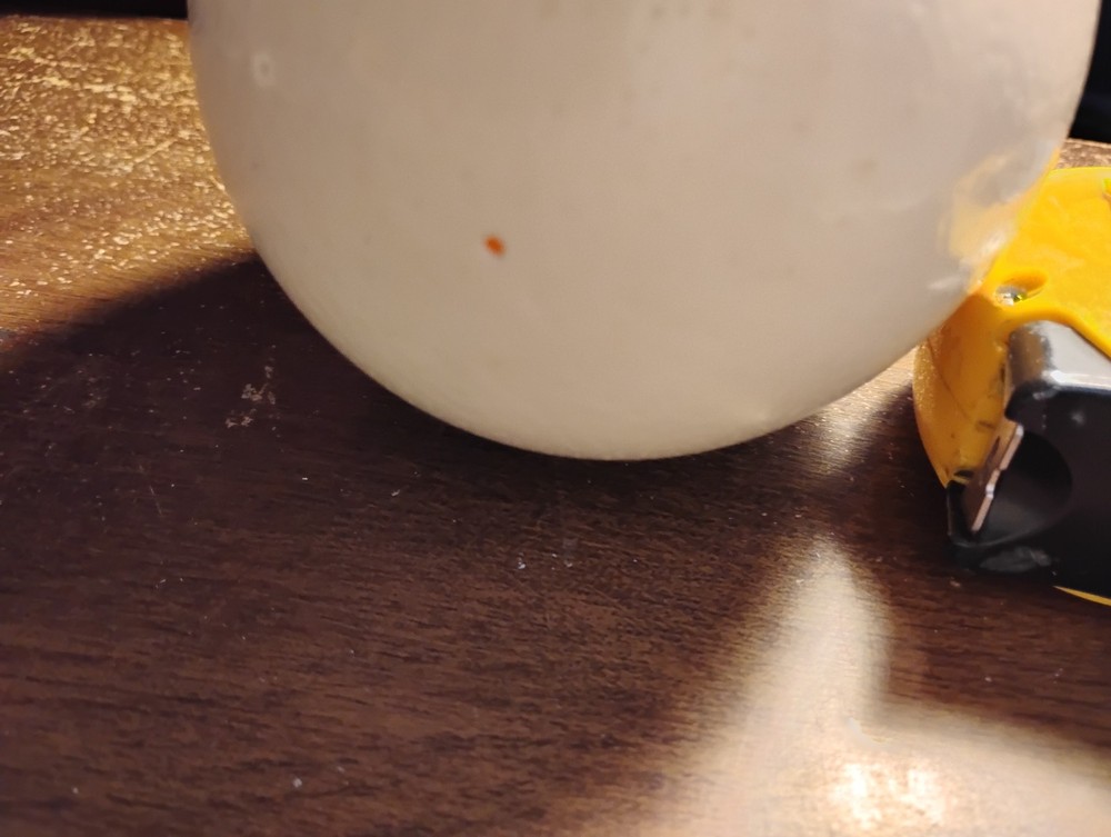 Empty ostrich egg drained