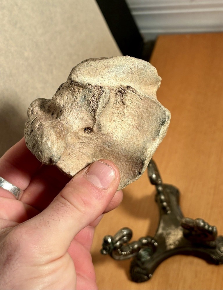 World Class Fossil Associated Bison Astragalus and Cubonavicular Bone Florida