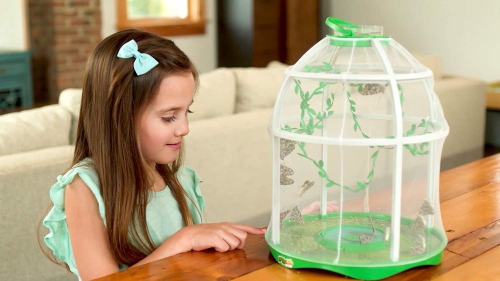 Observe Caterpillars Become Butterflies