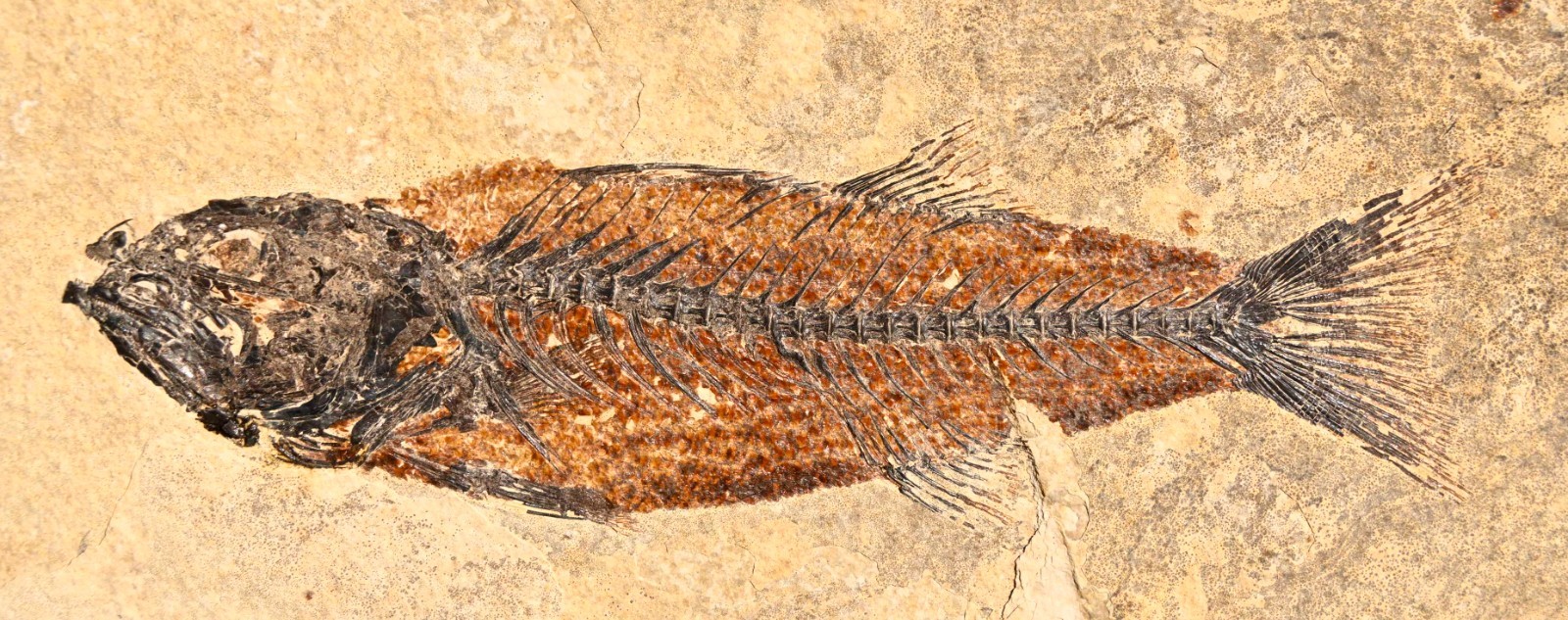 Fossil Fish  7.0 inches, Mioplosus labracoides , GRF, Wyoming, U.S.A. #1