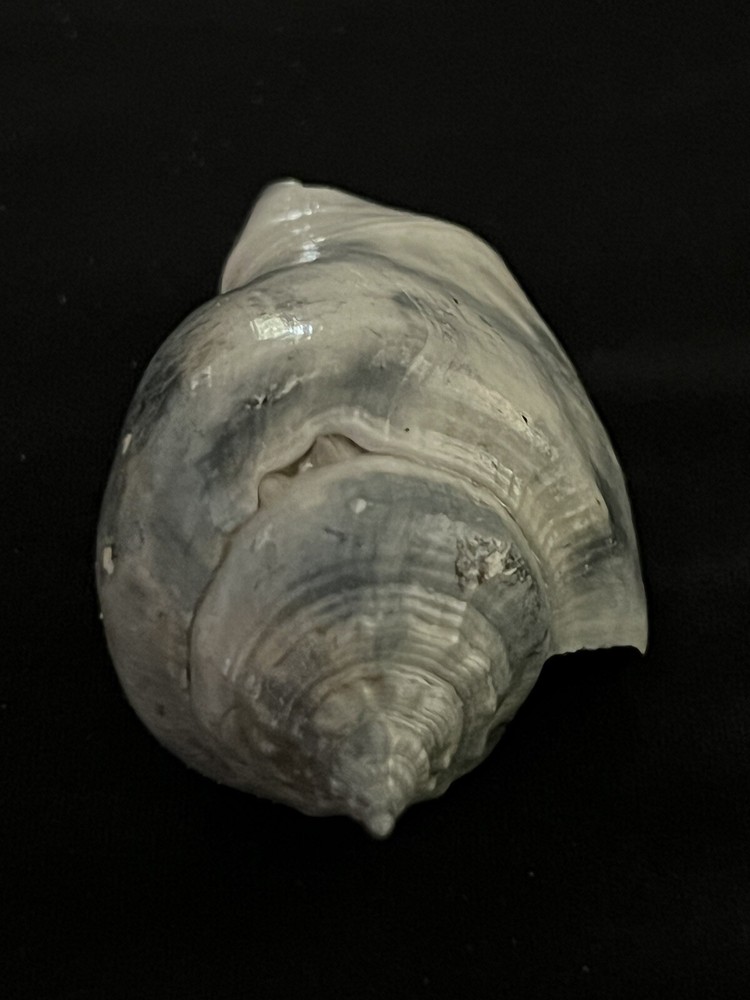 RARE Fossilized FIGHTING CONCH Shell From Central Florida.