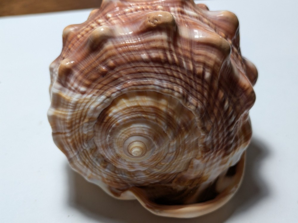 Cassis Glaucum Bonnet Shell
