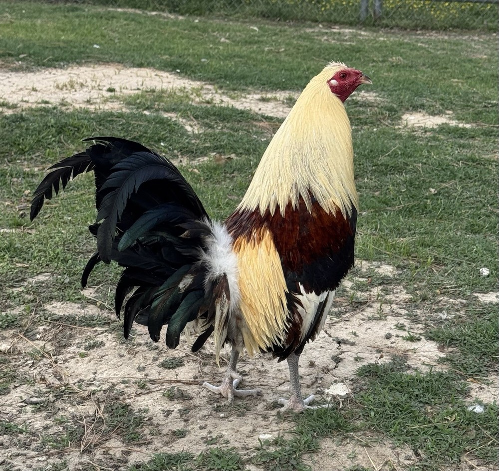 chicken hatching egg