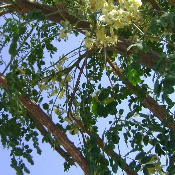 Moringa Tree Seeds  100 pc