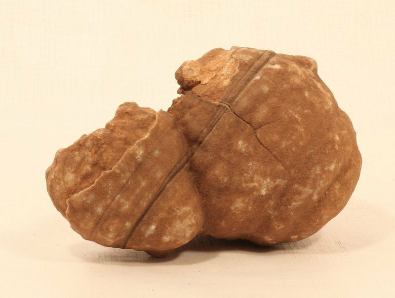 Moroccan stromatolite fossil