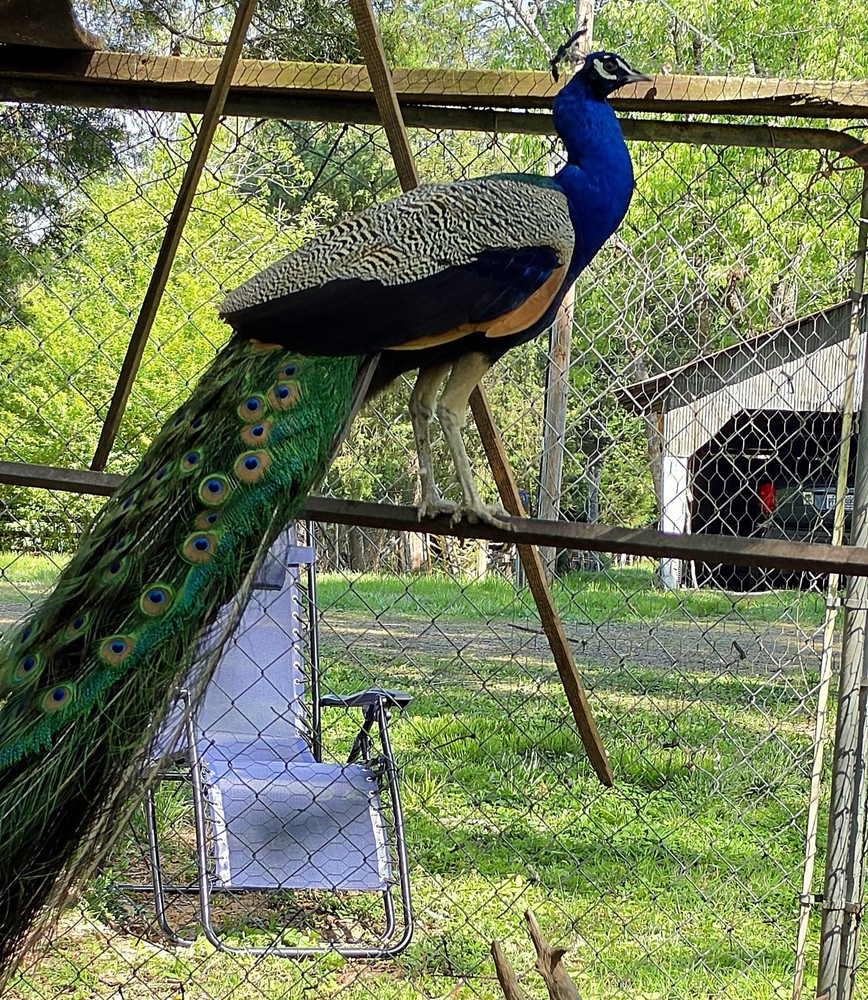 6 Peacock Peafowl Hatching Eggs – India Blue & Spalding
