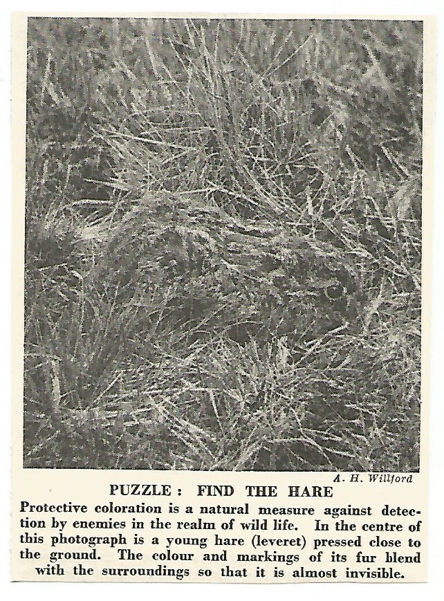 PUZZLE FIND THE HARE  / OLD CLIPPING