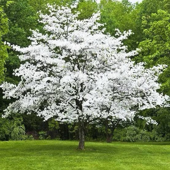 2 White Dogwood Trees 2ft Tall Now Live Flowering Trees