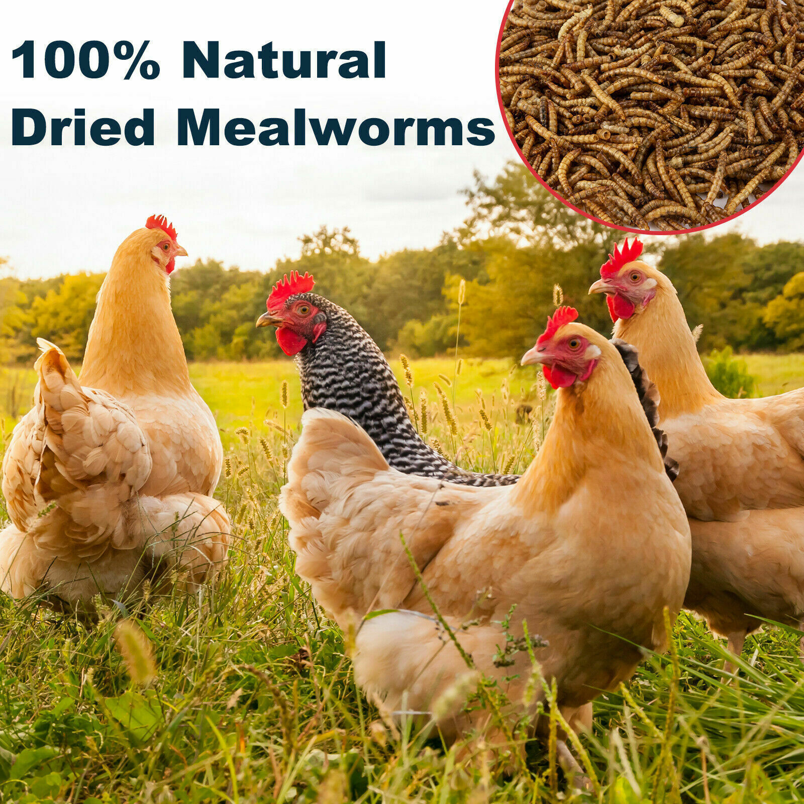 LOT Dried Mealworms Non-GMO Fit Wild Birds Chickens Hen Fish Reptile 0.6-44 LBS