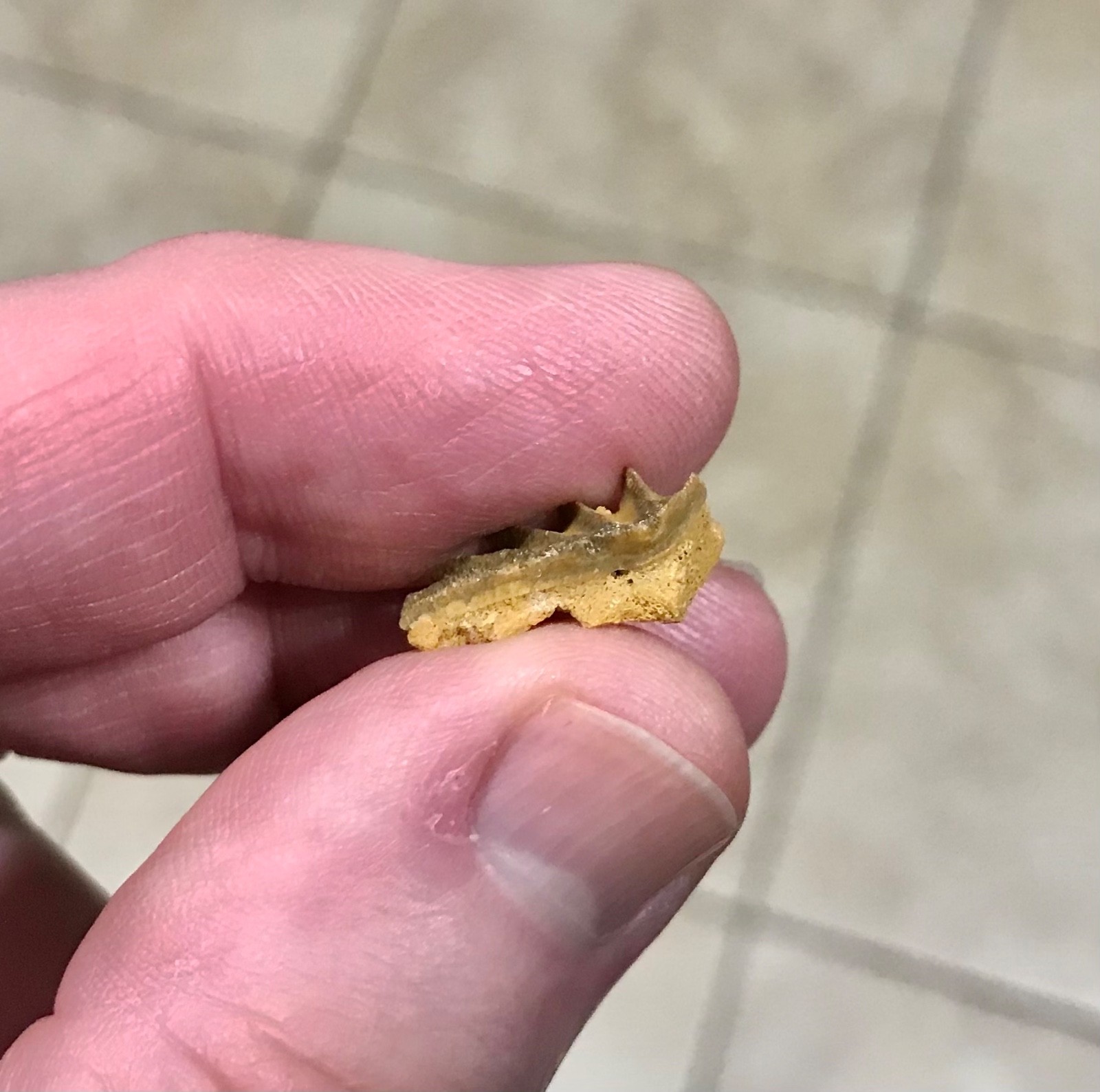 SWEET & AWESOMELY RARE LUNGFISH TOOTH PLATE W PARTIAL JAW ATTACHED FOSSIL