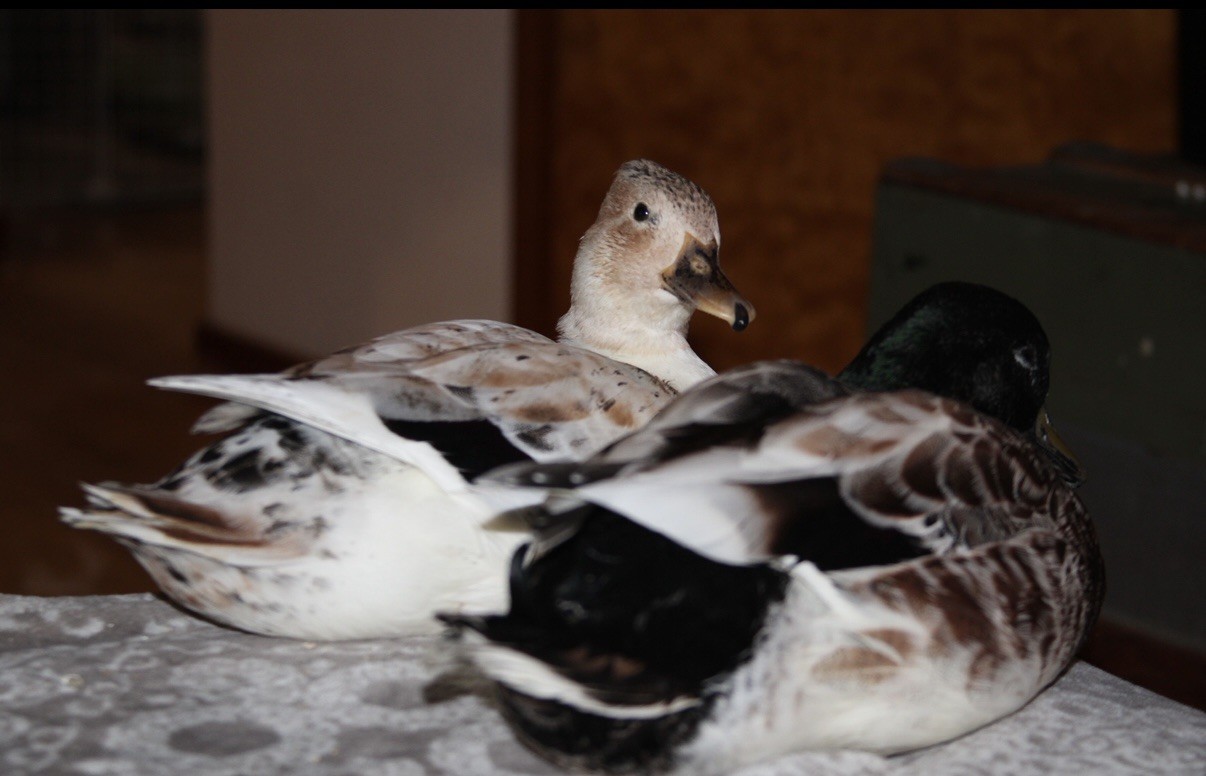 Snowy Call Duck Hatching Eggs- Qty 6 Pet Quality Fertile Call Duck Eggs