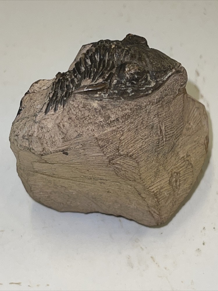 2.5 in) Trilobite