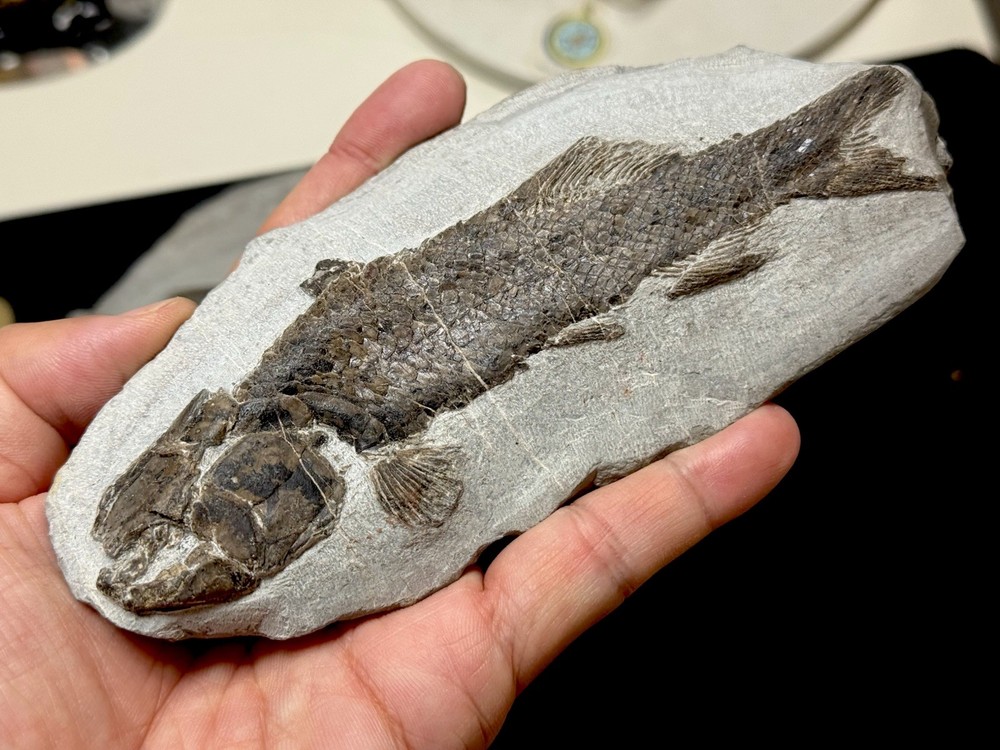 fossil fish ，perleidus, Jurong China