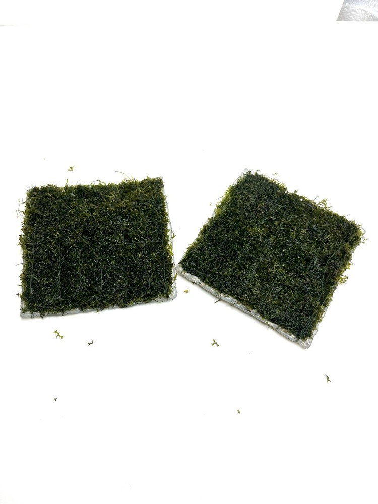 Aquatic Plants