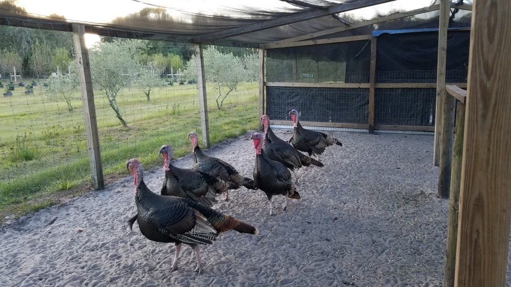Osceola Turkey Hatching Eggs (One Dozen)