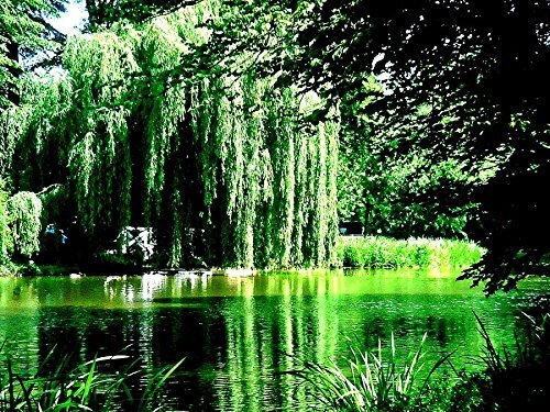 1 Weeping Willow Tree- Live Tree Plant -Memorial Gift - Beautiful Arching Canopy