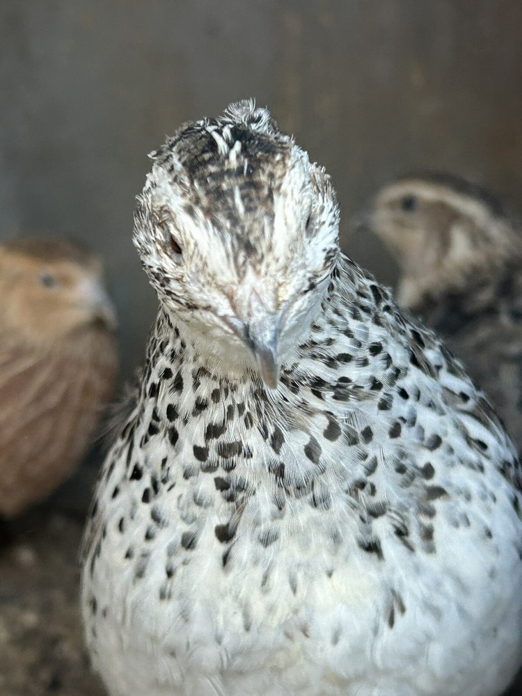 5 Celadon Blue Coturnix Quail Hatching Eggs