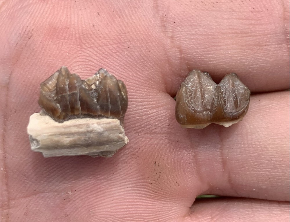 Fossil Horse Teeth, Mesohippus, Upper & Lower White River Badlands, Nebrask, jaw